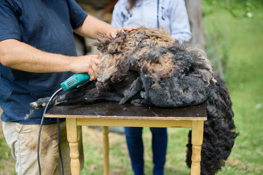 A person using electric clippers to shear thick dark wool from a sheep